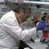 Salvador Martínez en el laboratorio del Instituto de Neurociencias de la UMH de Elche. 