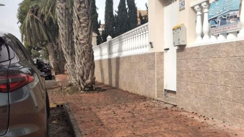 Falta de poda y mantenimiento de palmeras en Orihuela Costa