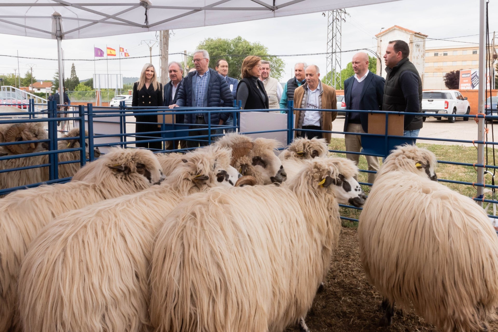 Diputación de Palencia renueva su colaboración con la Asociación Nacional de ganado Churro por importe de 38.000 euros Diputación de Palencia renueva su colaboración con la Asociación Nacional de ganado Churro por importe de 38.000 euros
