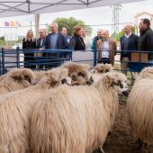 Diputación de Palencia renueva su colaboración con la Asociación Nacional de ganado Churro por importe de 38.000 euros