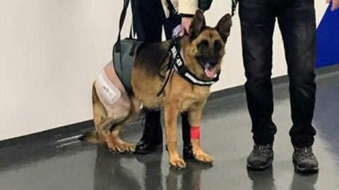 Perro con implante en pierna
