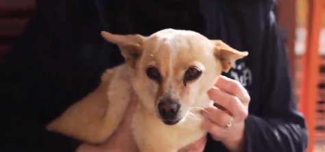 Adopta en JELO: la dura historia de la perrita Alevosía Adopta en JELO: la dura historia de la perrita Alevosía