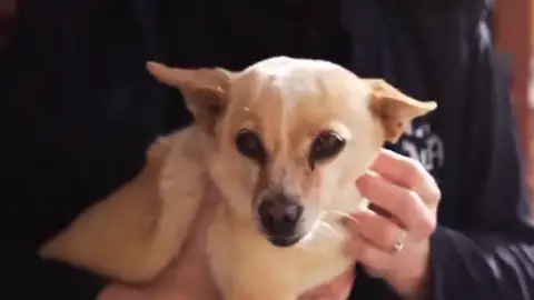 La perrita Alevosía La perrita Alevosía