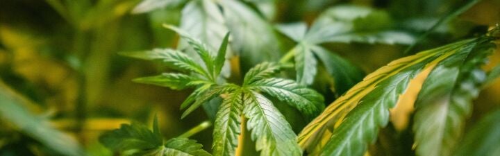 ¿Apoya la legalización del cannabis para uso medicinal que el Gobierno ha comenzado a tramitar?