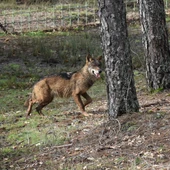 Lobo Ibérico Lobo Ibérico