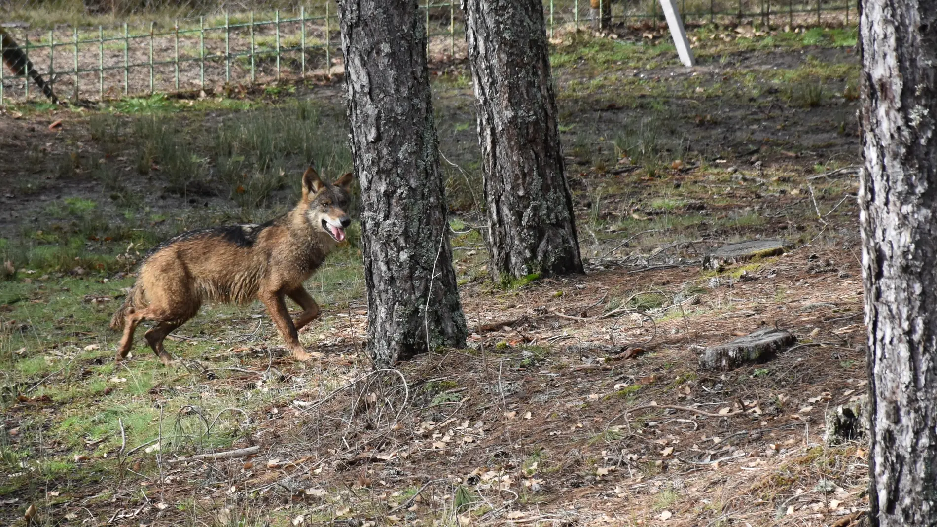 El lobo ibérico vuelve al parque cinegético de El Hoquillo, en Cuenca