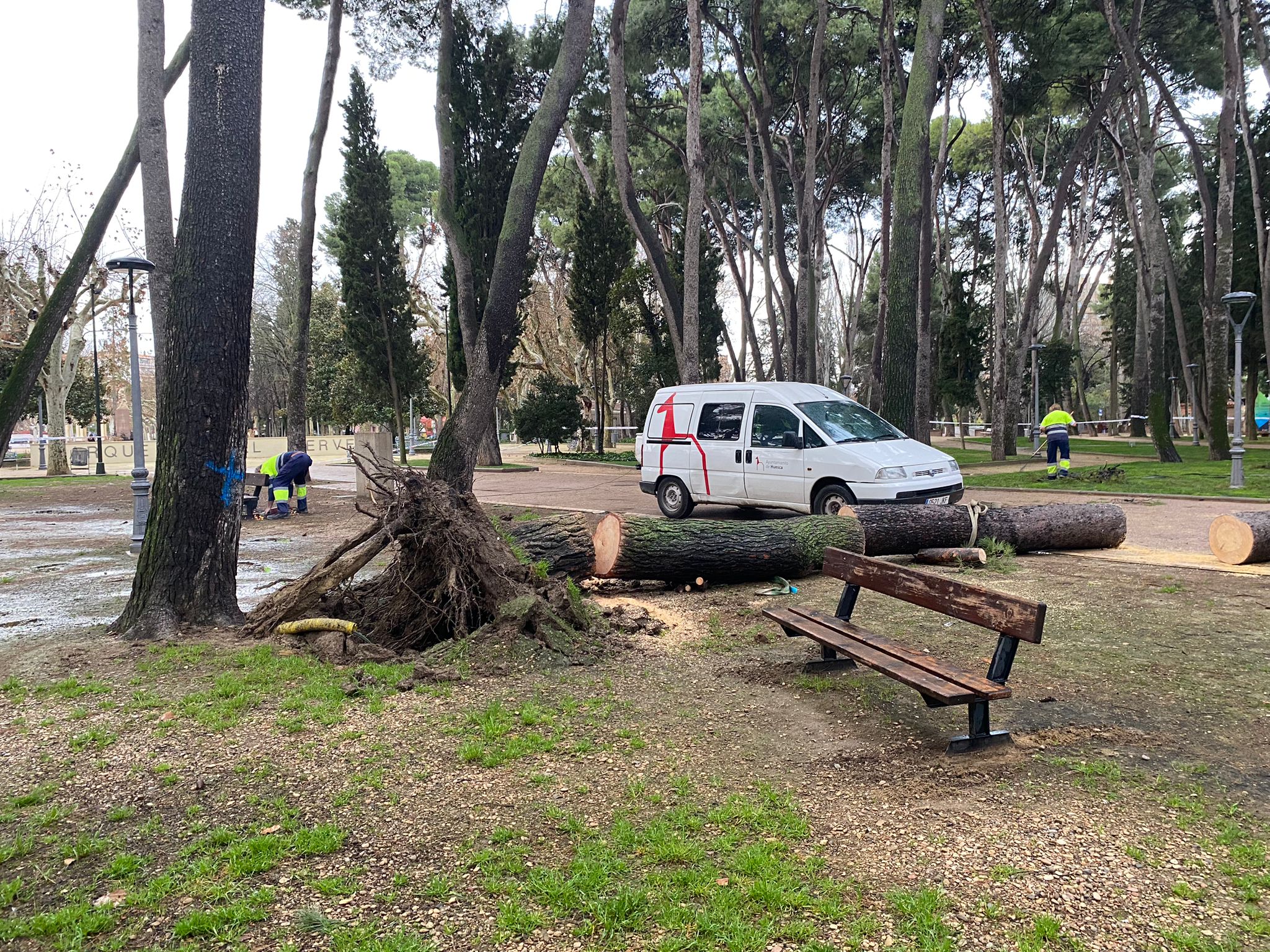 La caída de un pino en el parque Miguel Servet obligará a talar otros cinco ejemplares La caída de un pino en el parque Miguel Servet obligará a talar otros cinco ejemplares