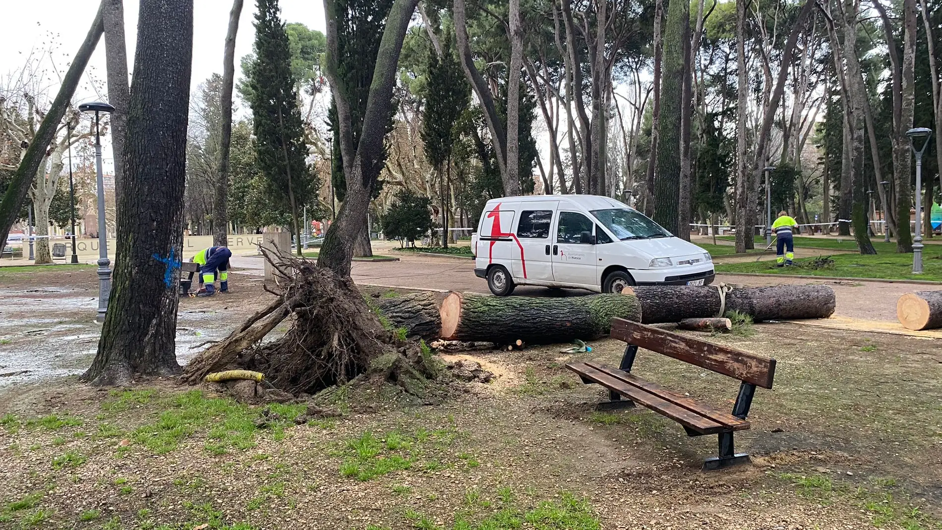 La caída de un pino en el parque Miguel Servet obligará a talar otros cuatro ejemplares