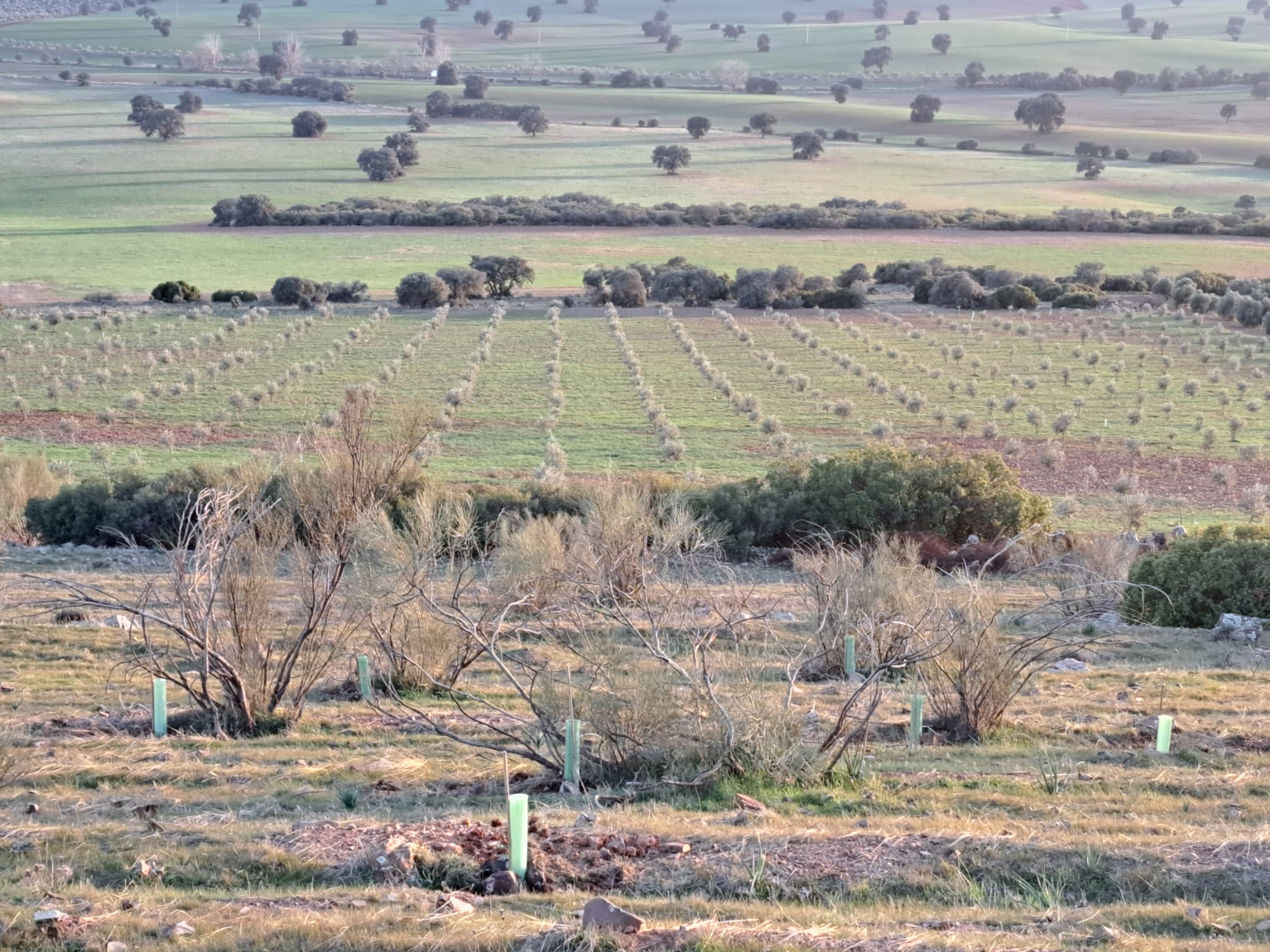 Fundación FIRE termina la primera fase de recuperación de Cerro Periquito en Torrenueva Fundación FIRE termina la primera fase de recuperación de Cerro Periquito en Torrenueva