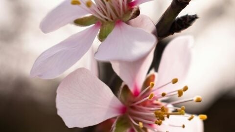 Flor de Almendro