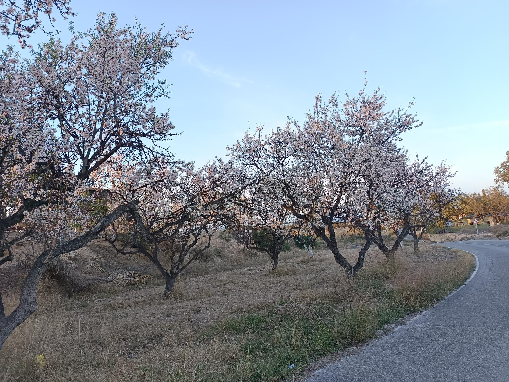 La semana comienza en Elche, Crevillent y Santa Pola con un lunes bastante soleado La semana comienza en Elche, Crevillent y Santa Pola con un lunes bastante soleado