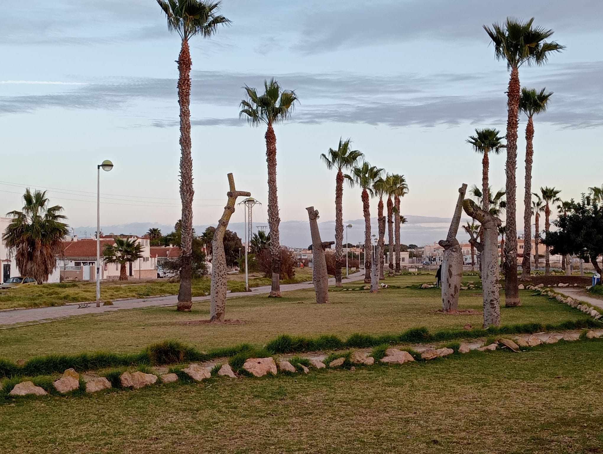 Torrevieja trasplanta junto a la Vía Verde 24 árboles del perímetro del Parque de las Naciones Torrevieja trasplanta junto a la Vía Verde 24 árboles del perímetro del Parque de las Naciones
