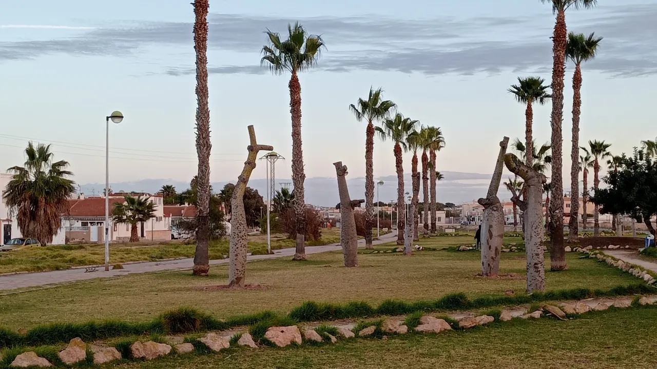 Torrevieja trasplanta junto a la Vía Verde 24 árboles que rodeaban el Parque de las Naciones