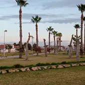 Torrevieja trasplanta junto a la Vía Verde 24 árboles que rodeaban el Parque de las Naciones Torrevieja trasplanta junto a la Vía Verde 24 árboles que rodeaban el Parque de las Naciones