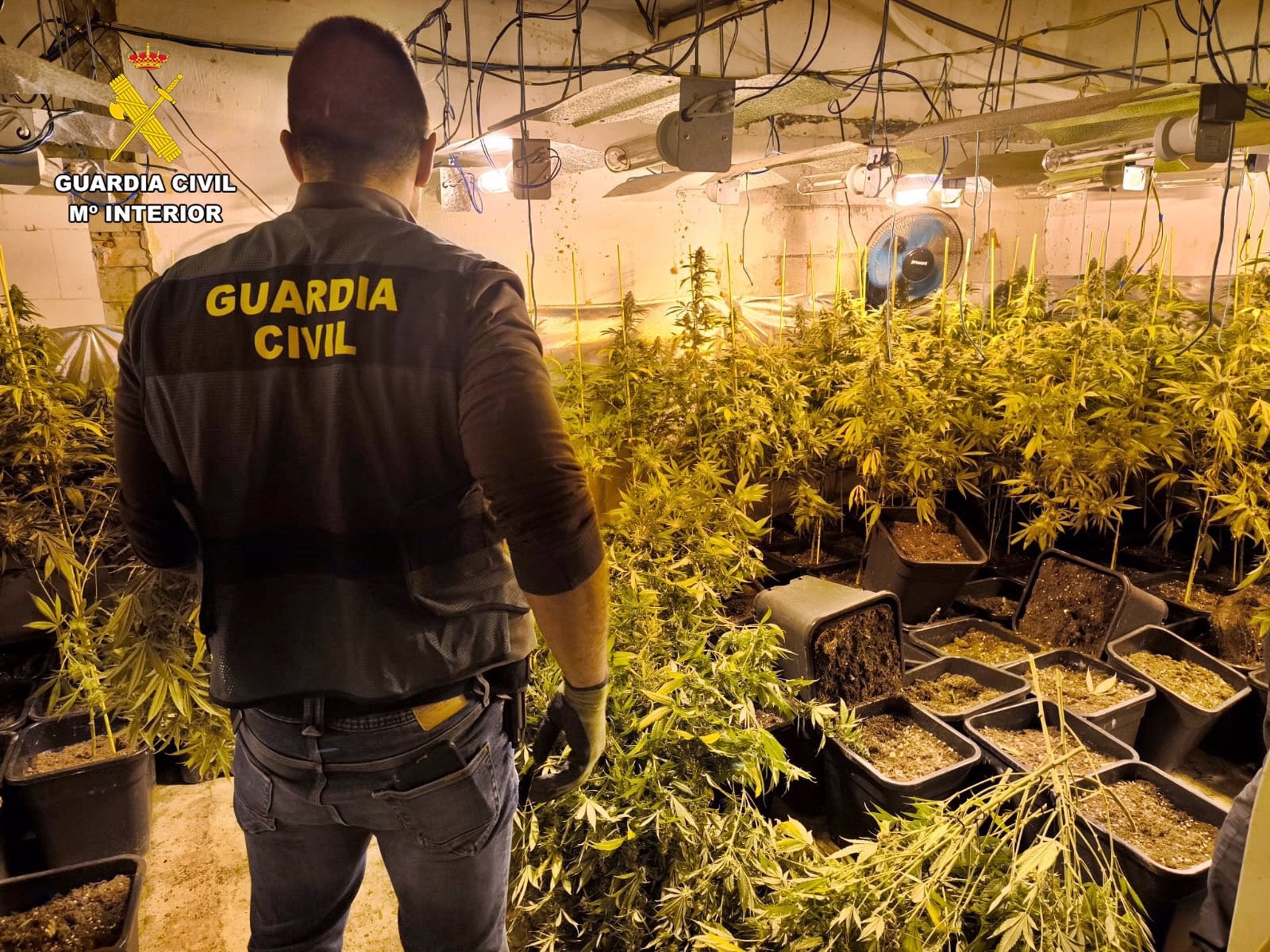 La Guardia Civil incauta una plantación de marihuana de 245 plantas en una vivienda de Cabeza del Buey La Guardia Civil incauta una plantación de marihuana de 245 plantas en una vivienda de Cabeza del Buey