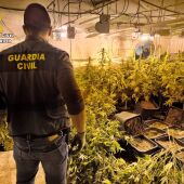 La Guardia Civil incauta una plantación de marihuana de 245 plantas en una vivienda de Cabeza del Buey