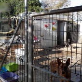 Investigan a la gerente de un refugio en Antas por presunto maltrato a perros y gatos