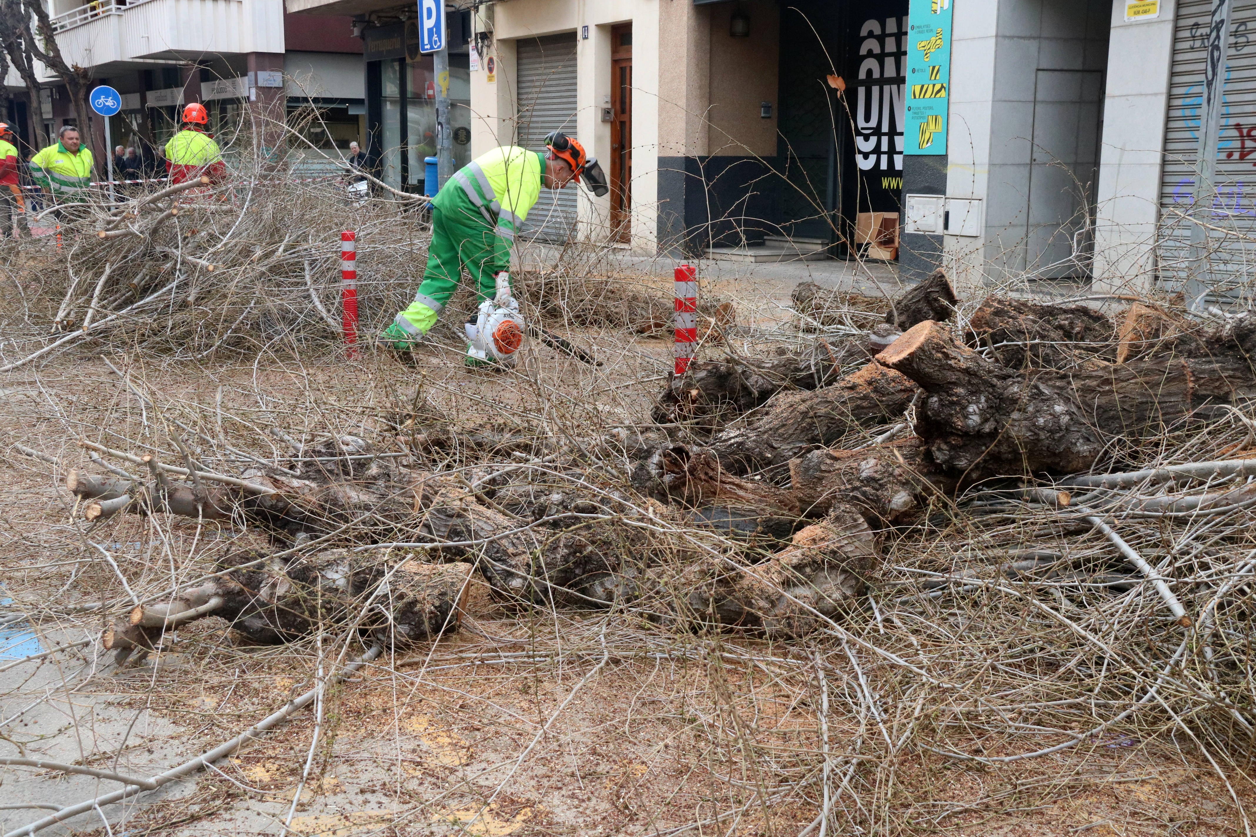 Renovació d'arbrat més resistent a la sequera a la rambla Samà de Vilanova Renovació d'arbrat més resistent a la sequera a la rambla Samà de Vilanova