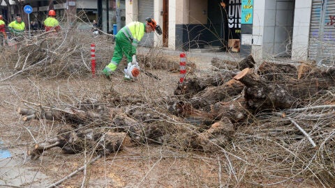 Poda arbres Vilanova
