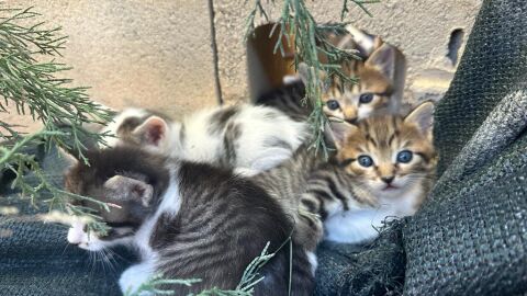 Colonia felina Alicante