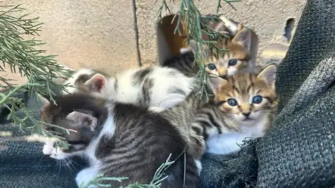 Colonia felina Alicante Colonia felina Alicante