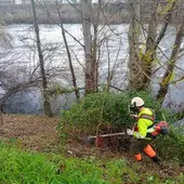 A Confederación Miño-Sil elimina especies exóticas invasoras no río Miño A Confederación Miño-Sil elimina especies exóticas invasoras no río Miño