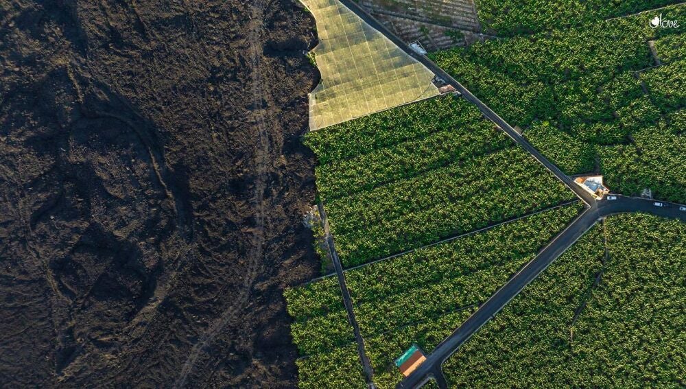 Una platanera junto a la colada del volcán de La Palma