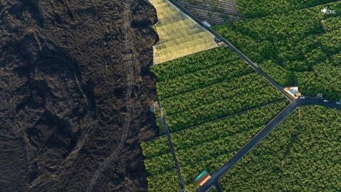 Una platanera junto a la colada del volc&aacute;n de La Palma