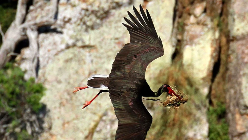 Cigüeña negra sobrevolando el Parque Nacional de Monfragüe