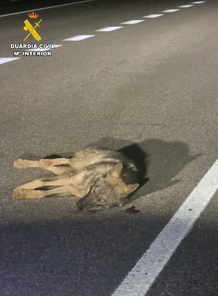 La Guardia Civil de Palencia auxilia a un ejemplar de lobo atropellado en la CL-615 a la altura de Perales La Guardia Civil de Palencia auxilia a un ejemplar de lobo atropellado en la CL-615 a la altura de Perales