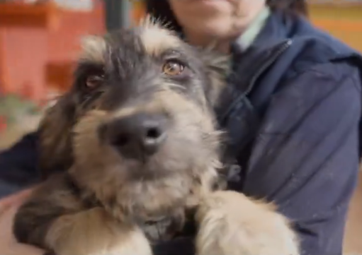 Adopta en JELO: El gran cachorro Romeo Adopta en JELO: El gran cachorro Romeo