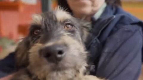 El perro Romeo