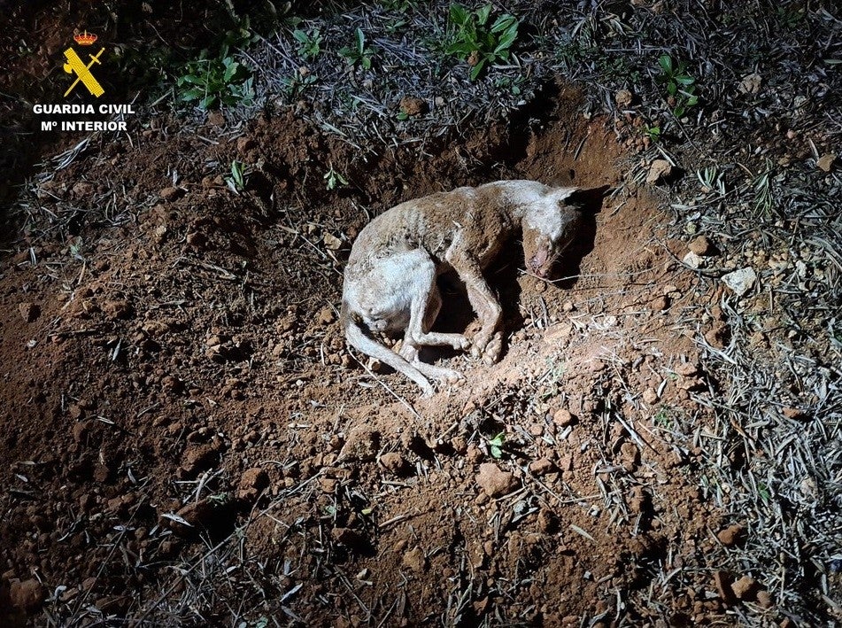 Investigan a una persona de Castellar de Santiago por la muerte de su perro Investigan a una persona de Castellar de Santiago por la muerte de su perro