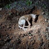 Cadáver del perro encontrado por la Guardia Civil