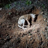 Cadáver del perro encontrado por la Guardia Civil Cadáver del perro encontrado por la Guardia Civil