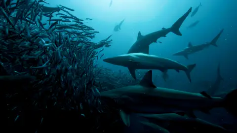 Tiburnes alimentándose Tiburnes alimentándose