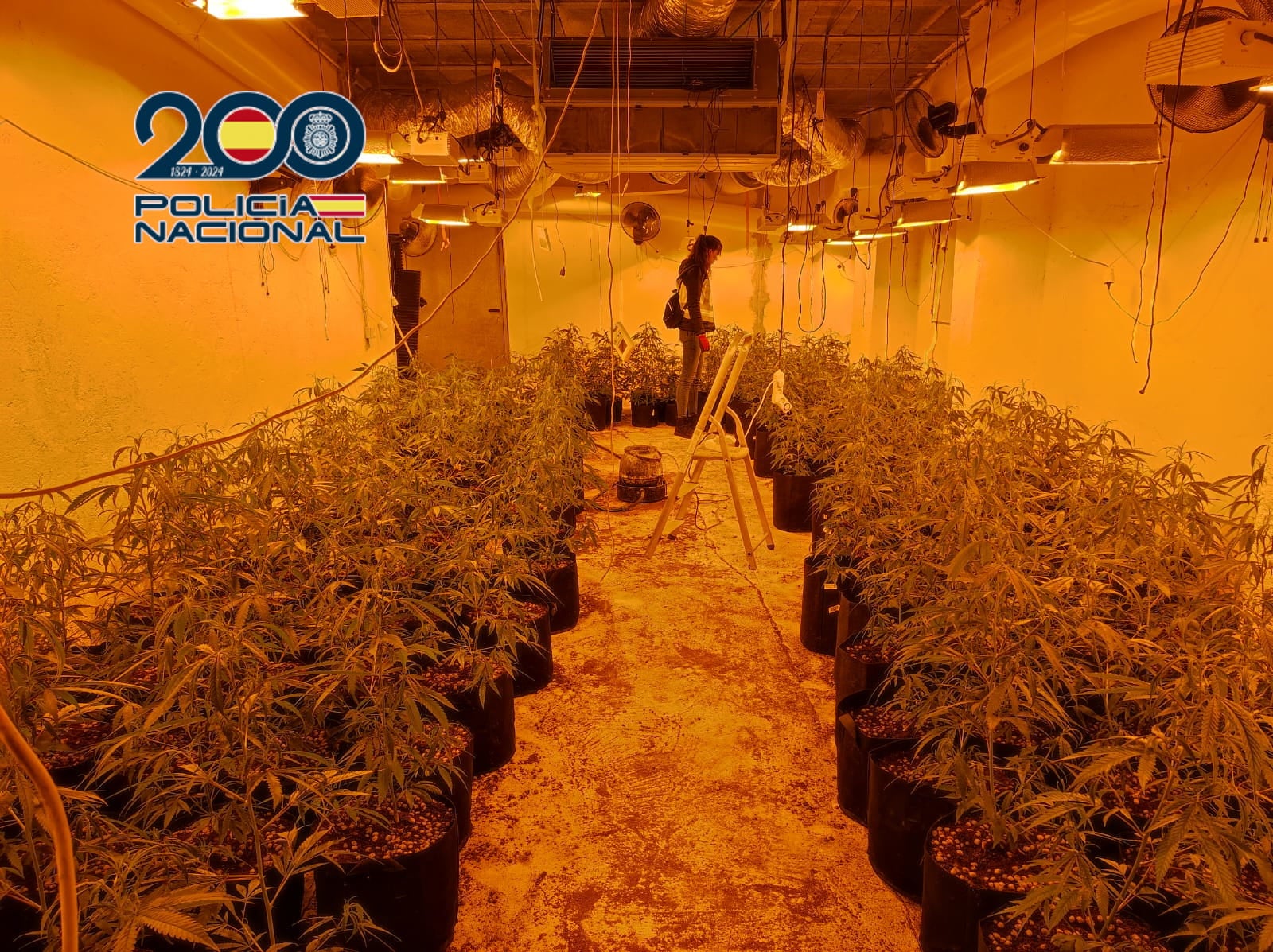 Dos detenidos en Alicante y tres plantaciones de marihuana desmanteladas por la Policía Nacional Dos detenidos en Alicante y tres plantaciones de marihuana desmanteladas por la Policía Nacional
