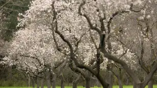 Almendros en flor, en el Parque de la Quinta de los Molinos.
