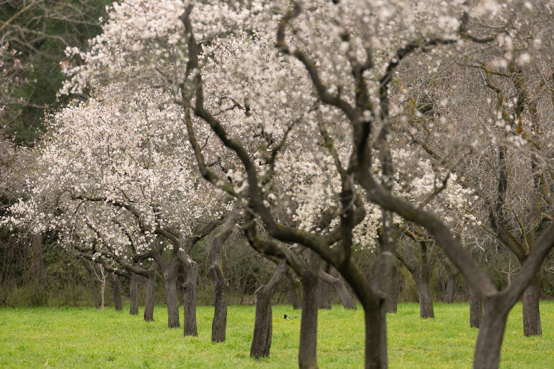 Cuándo entra la primavera en España y en qué se diferencia con la primavera meteorológica Cuándo entra la primavera en España y en qué se diferencia con la primavera meteorológica