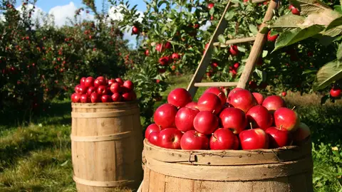 Pomes acabades de collir / Pixabay Pomes acabades de collir / Pixabay