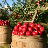 Pomes acabades de collir / Pixabay Pomes acabades de collir / Pixabay