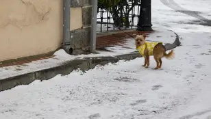 Imagen de archivo de un perro en la nieve