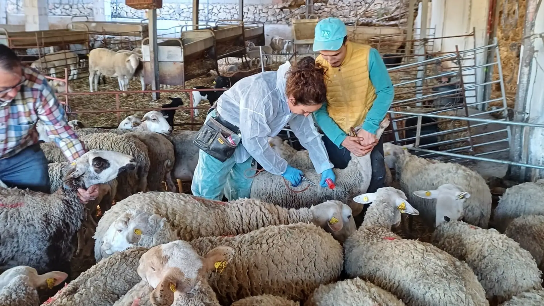 La Conselleria de Agricultura comienza a vacunar el ganado de la provincia de Alicante contra la lengua azul.