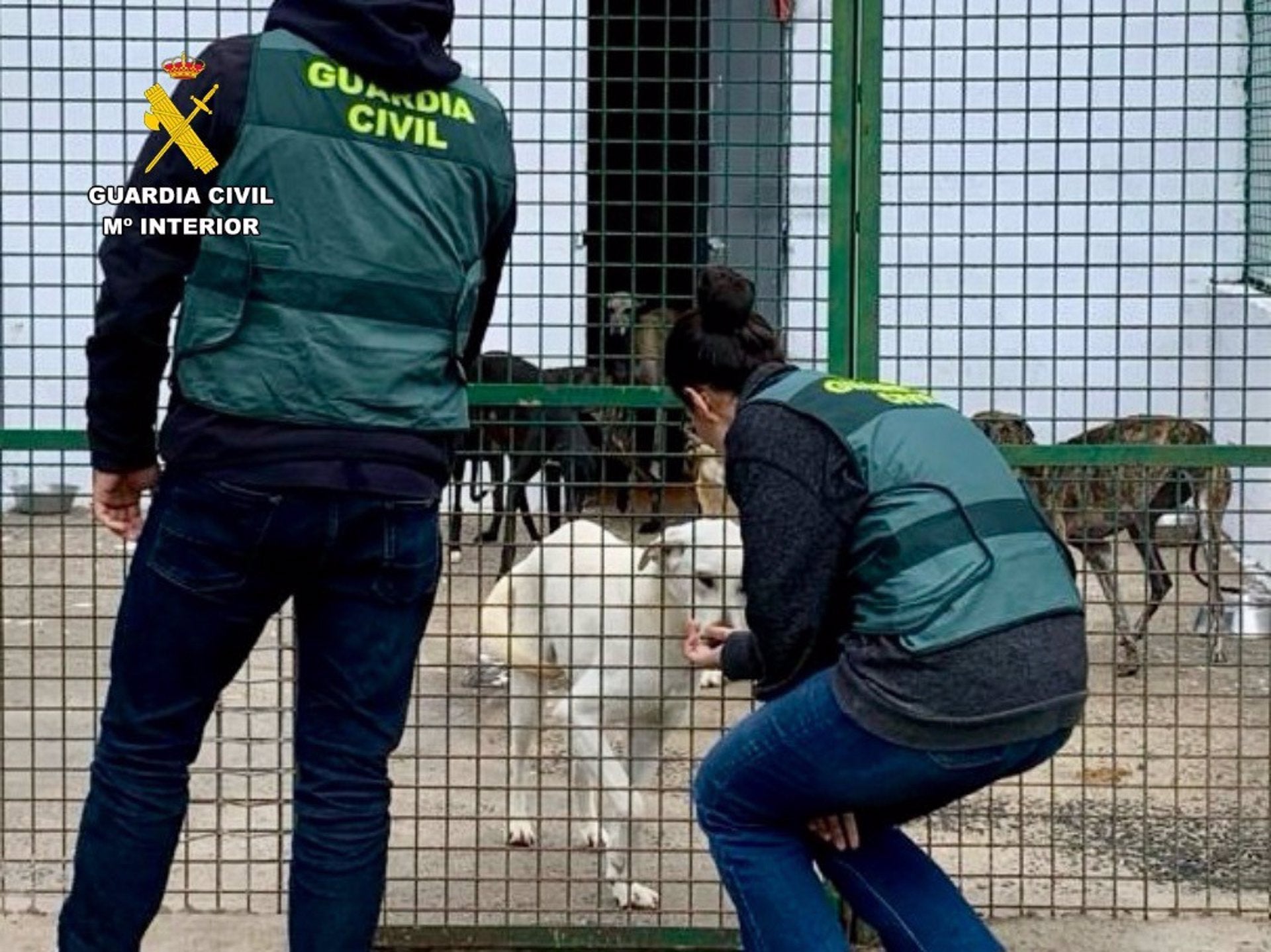 Tres detenidos por el robo de al menos siete perros de caza en Plasenzuela y El Batán Tres detenidos por el robo de al menos siete perros de caza en Plasenzuela y El Batán