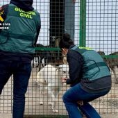 Tres detenidos por el robo de al menos siete perros de caza en Plasenzuela y El Batán