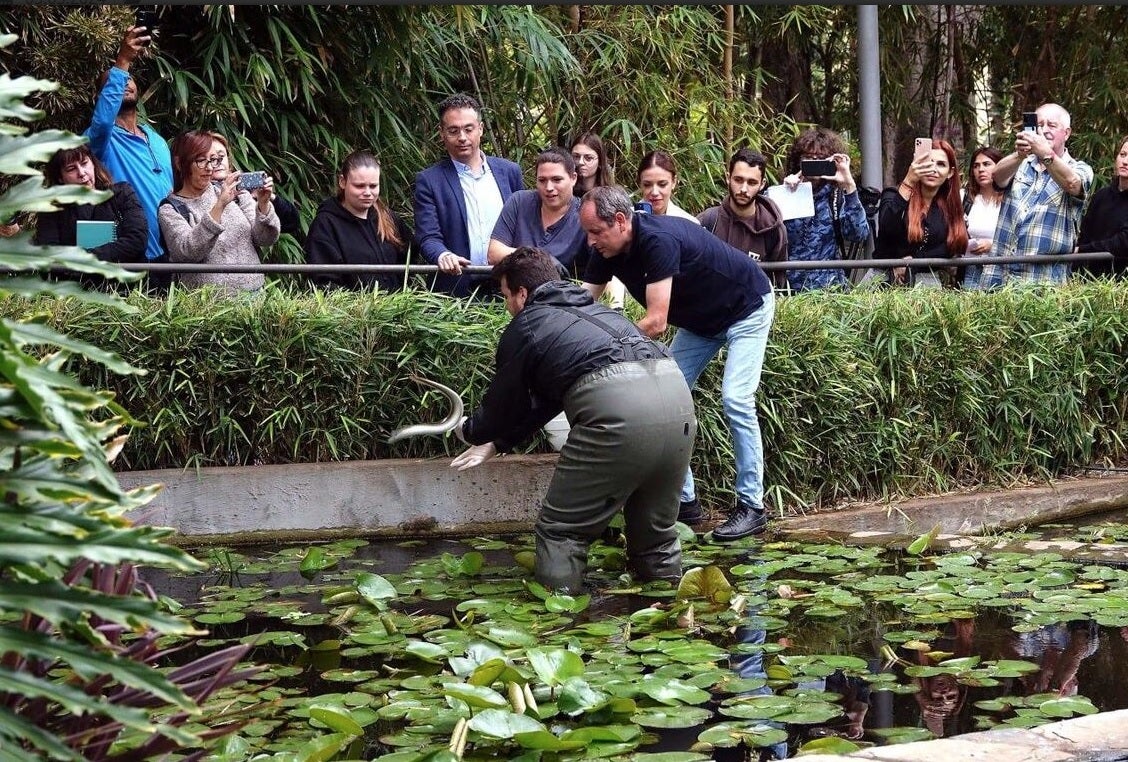 Anguilas contra cangrejos de río: así se lucha en Tenerife contra esta especie invasora Anguilas contra cangrejos de río: así se lucha en Tenerife contra esta especie invasora