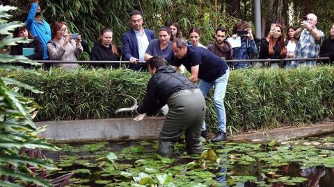 Momento dela suelta de 8 anguilas que acabarán con la invasión de cangrejos de ríos en las charcas del Parque García Sanabria de Santa Cruz de Tenerife