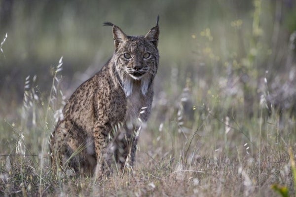 El lince ibérico también se infecta de COVID El lince ibérico también se infecta de COVID