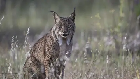El lince ibérico también puede contraer el COVID El lince ibérico también puede contraer el COVID