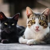 Imagen de archivo de dos gatos